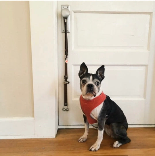 Dog sitting by the door with Black Potty Training Bells hanging on the doorknob.

