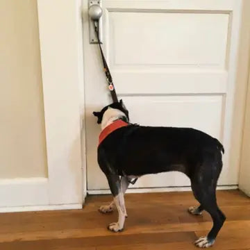 Dog using Black Potty Training Bells hanging on the door to signal bathroom break.